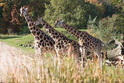 Erlebniswelt Afrika Giraffenherde